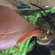 El oso Nyan Htoo. Imagen: University of Edinburgh